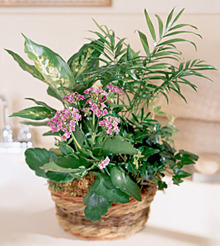 Imagen de VARIEDAD DE PLANTAS MIXTAS