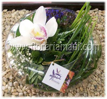 Imagen de CYMBIDIUM PECERA