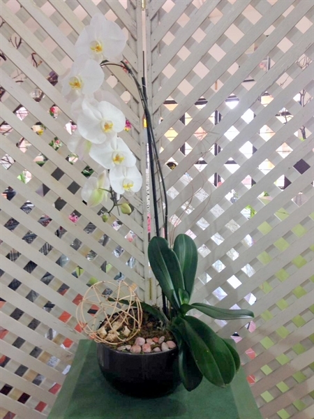 Imagen de CASCADA PHANELOPSIS