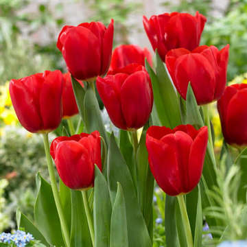 Imagen de categoría Tulipanes