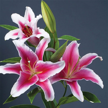 Imagen de categoría Lilies Orientales