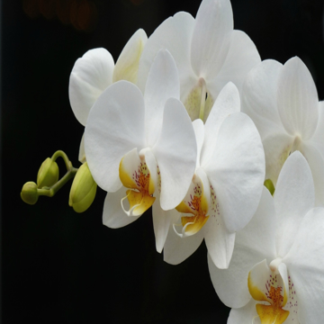 Imagen de categoría Orquideas