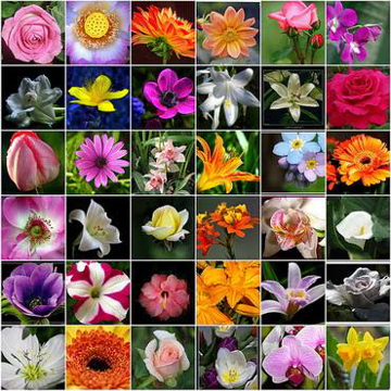 Imagen de categoría ELIGE POR TIPO DE FLOR.