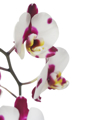Orquidea detalle Floreria Maui