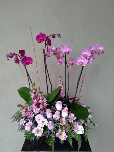 Imagen de JARDIN DE PHALAENOPSIS