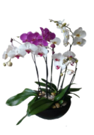 Imagen de Mariposa doble