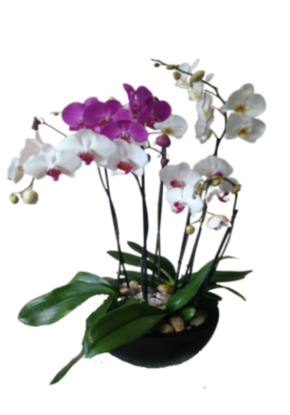 Imagen de Mariposa doble