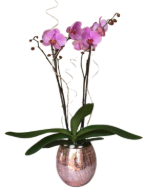 Imagen de Mariposa craquelado