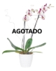 Imagen de MARIPOSA