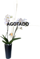 Detalle