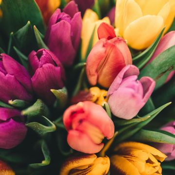 Imagen de categoría TIPOS DE FLORES