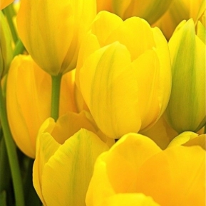 Imagen para la categoría FLORES AMARILLAS