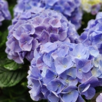 Imagen para la categoría 10 de MAYO